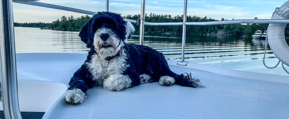 A dog sitting on a boat